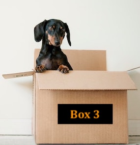 Dog in a box