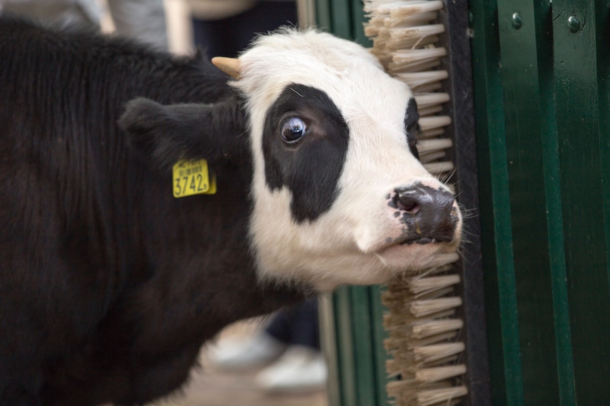 Surprised cow